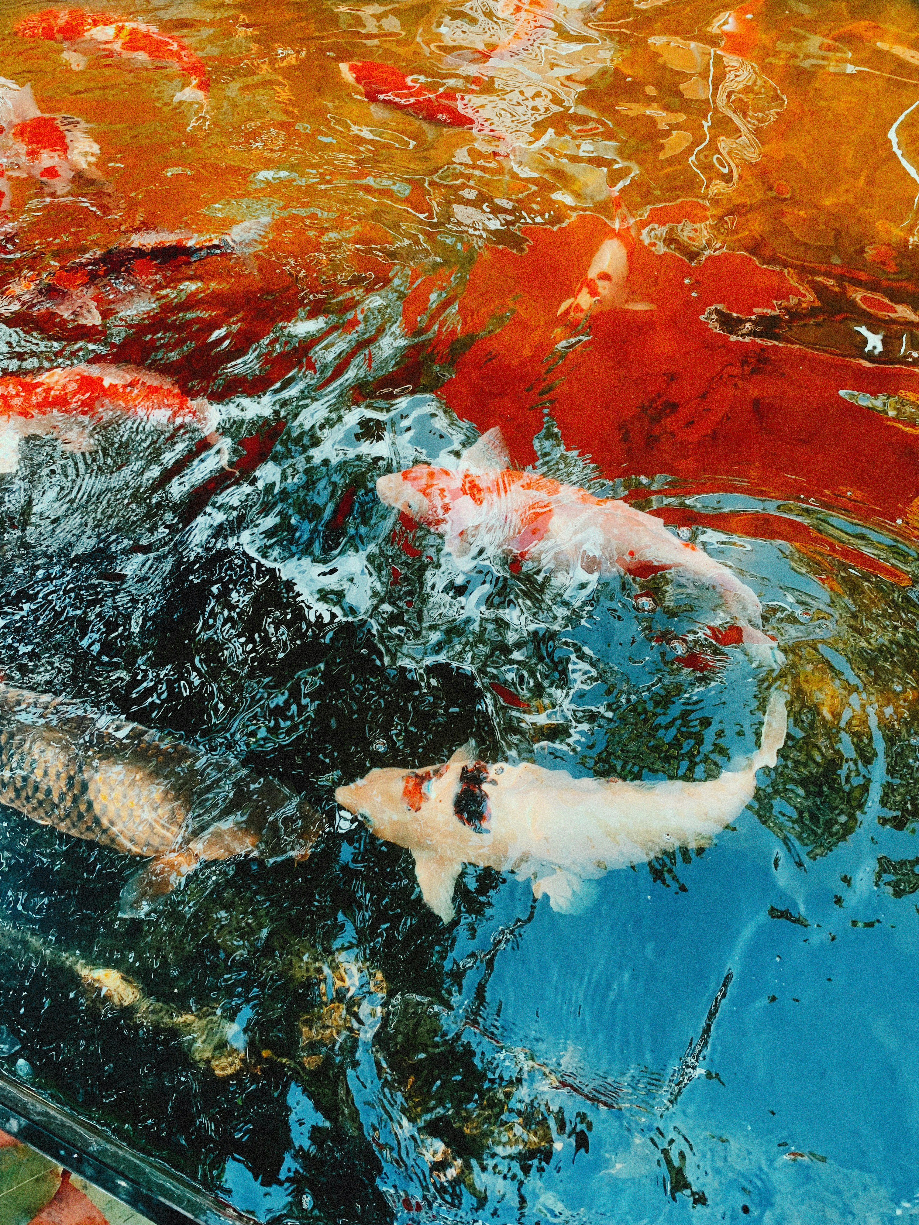 Photo by alexeydemidov