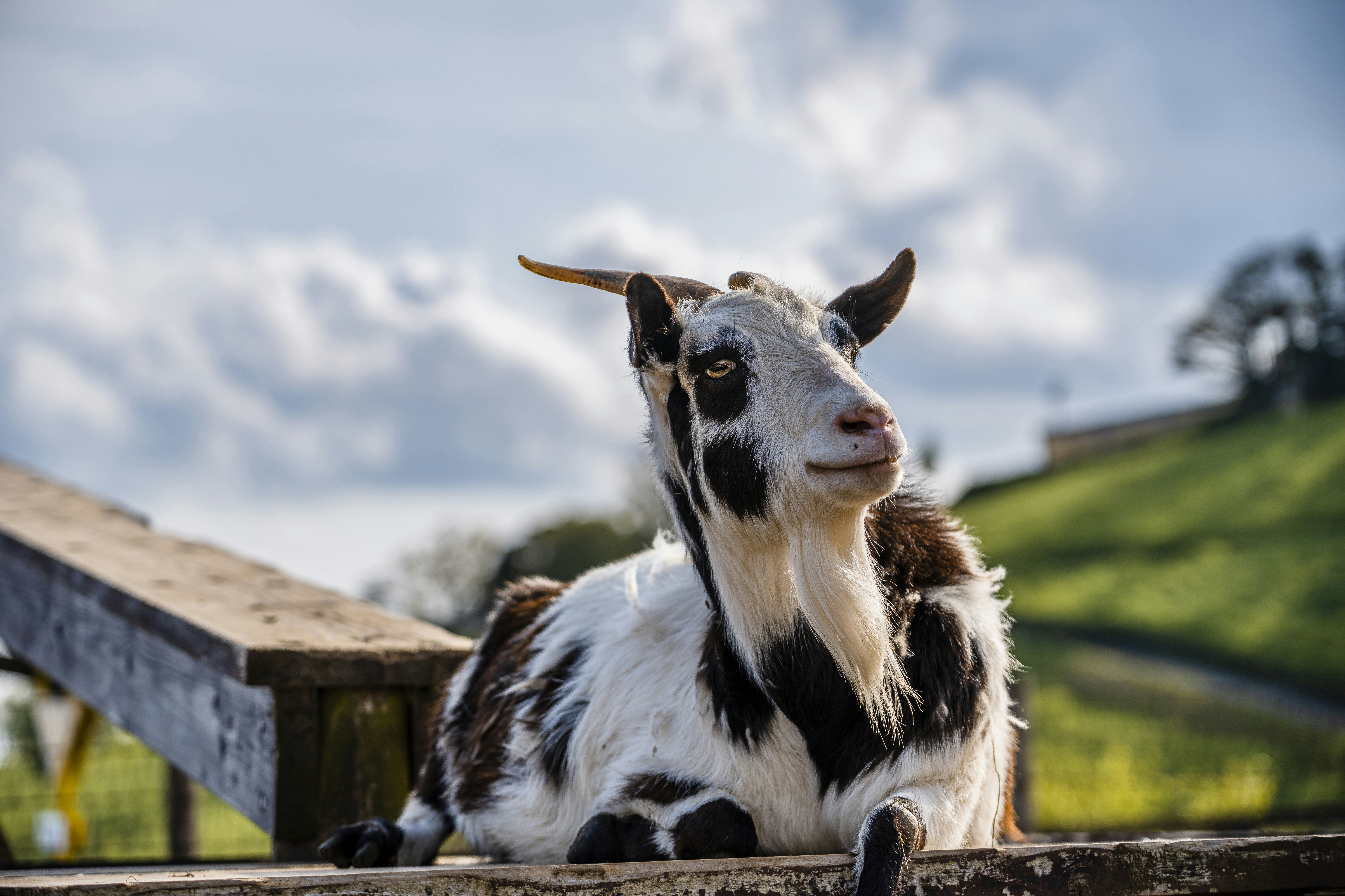 Photo by shiromizutakashi