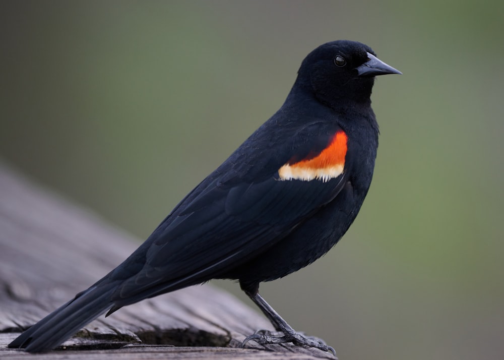 um pássaro preto com um bico laranja e branco