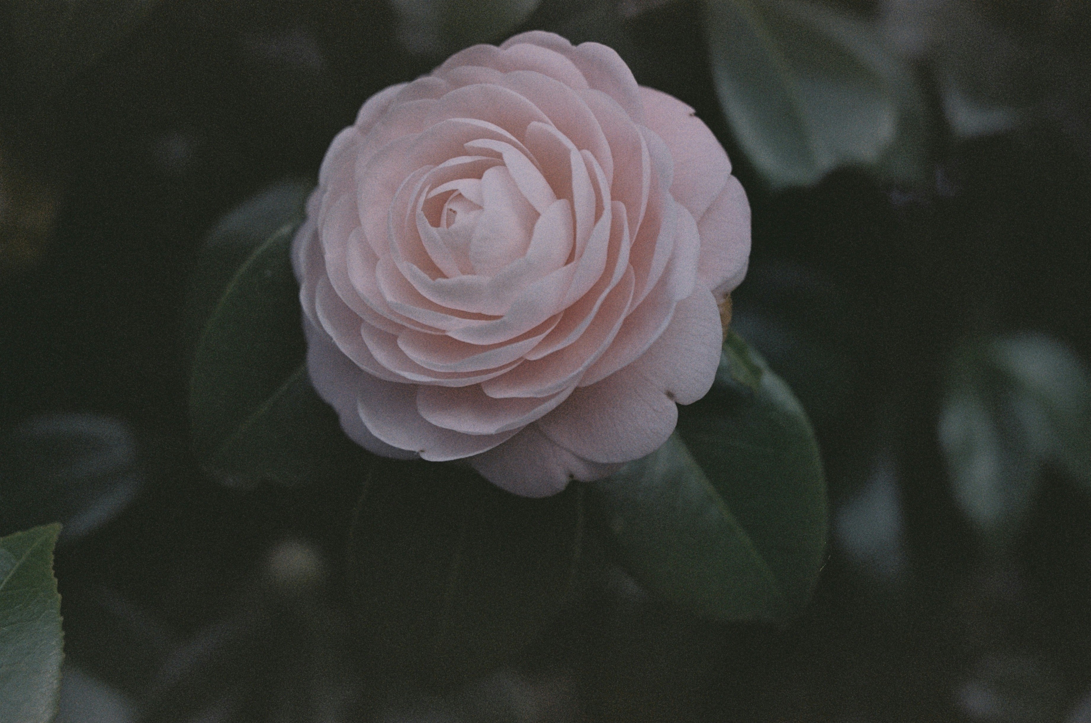 a pink rose with green leaves