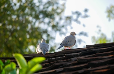 A tranquil setting with doves resting on a perch.