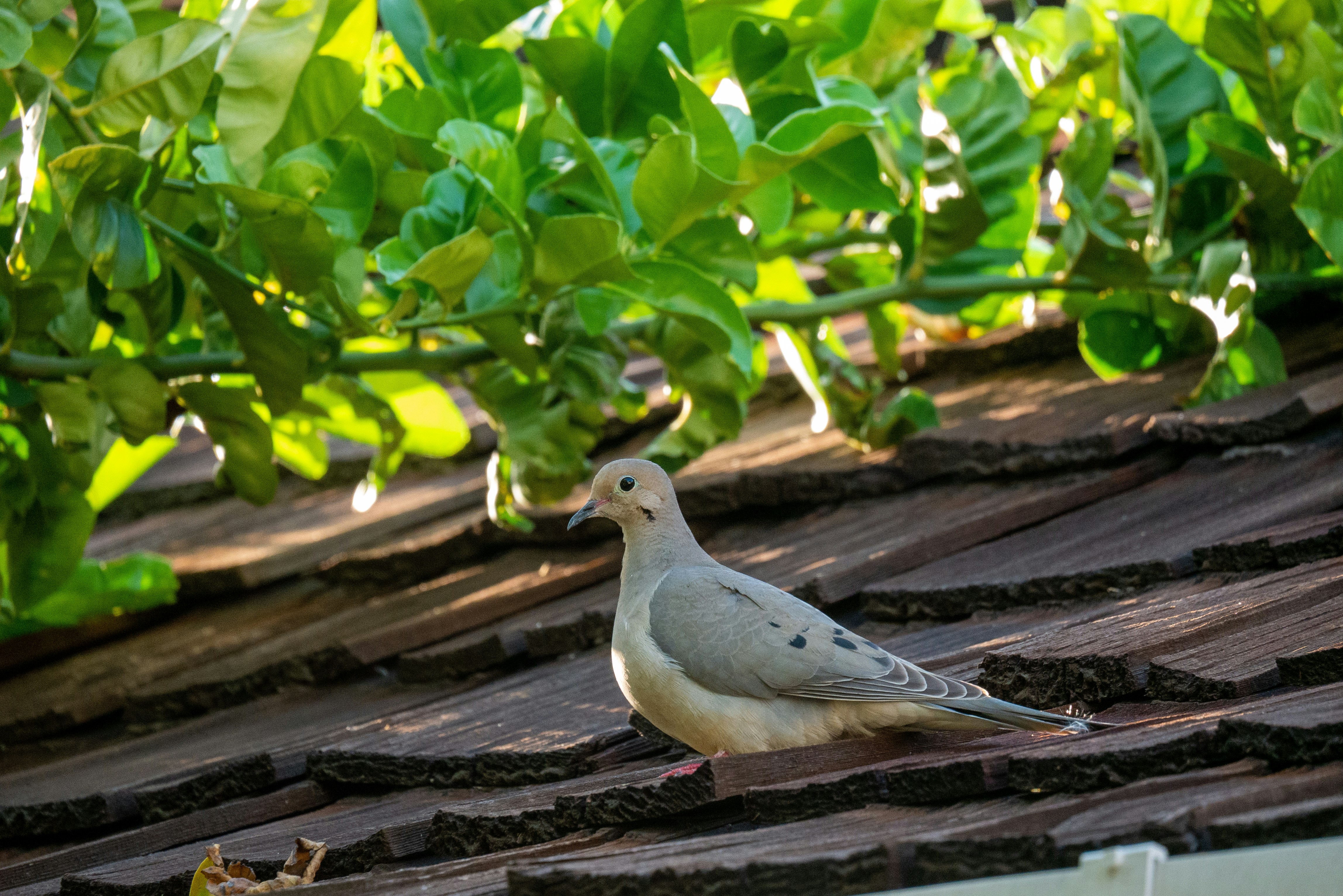 a bird sitting on a wood deck