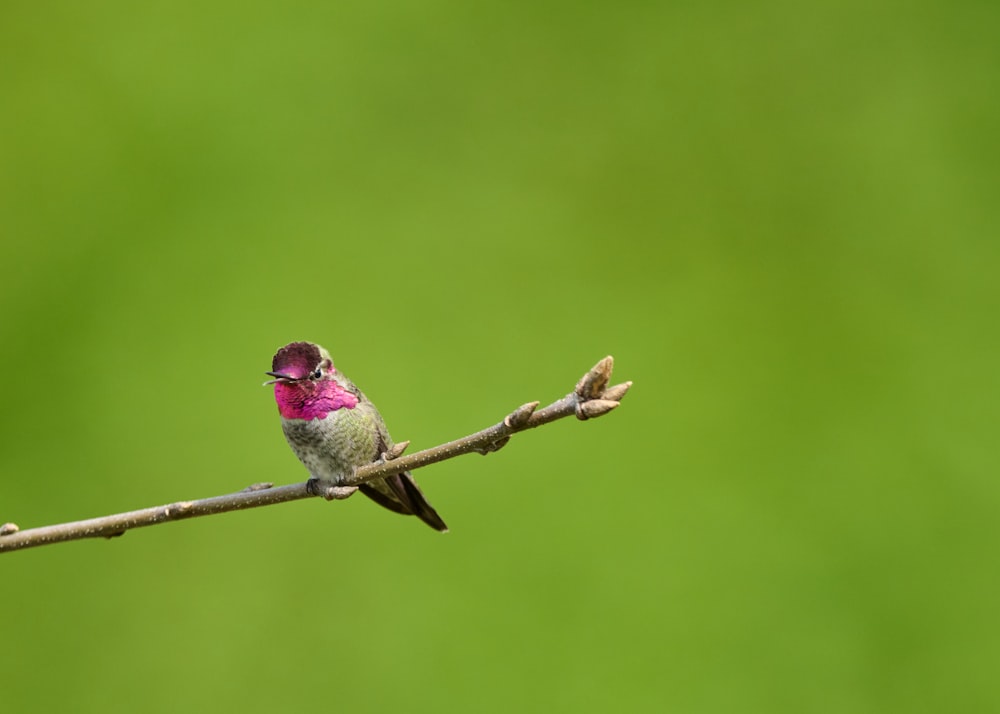 a bird on a branch