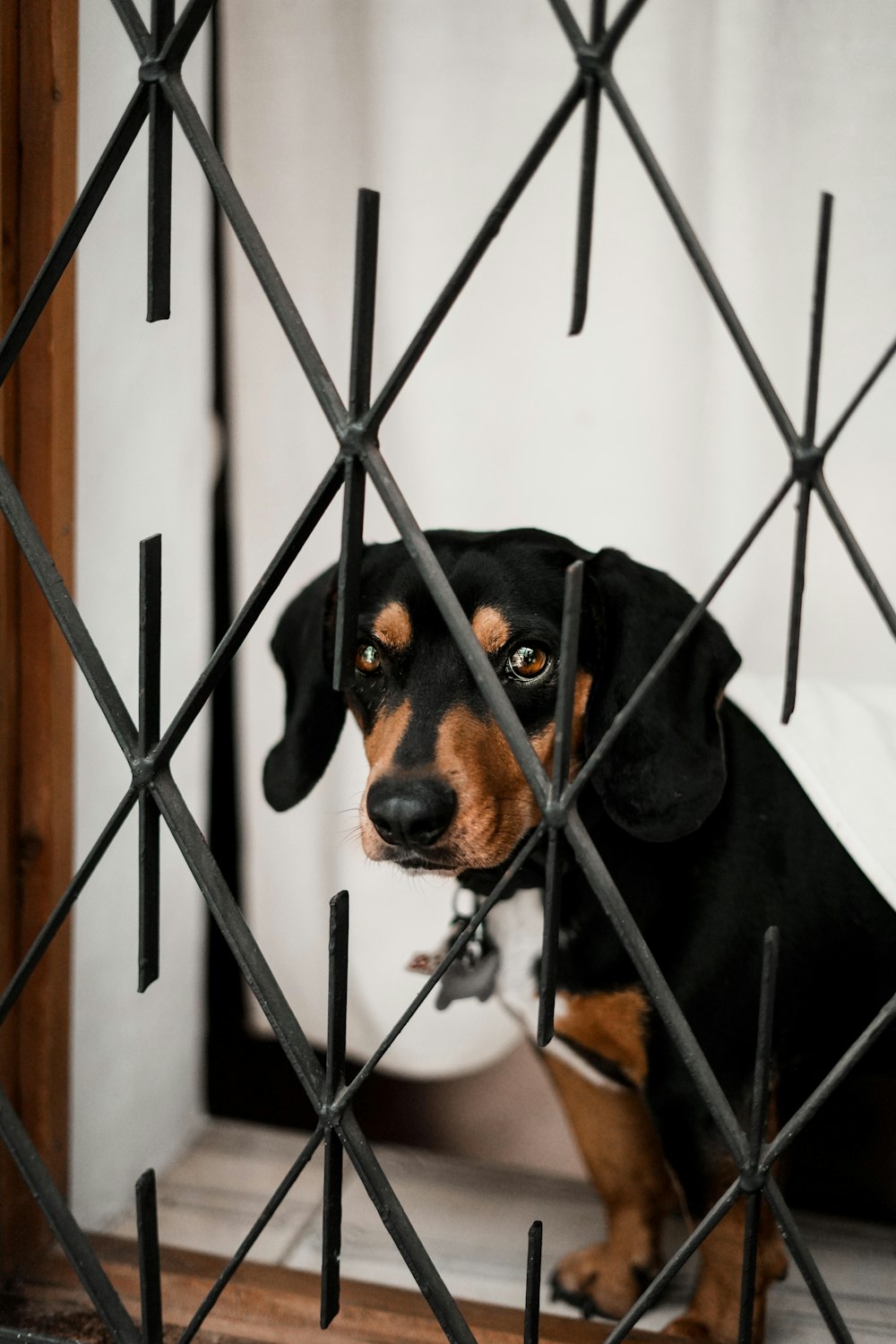 a dog standing on a porch