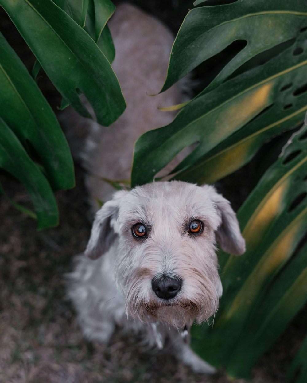 a dog sitting under a leafy plant