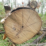 A close-up view of a tree trunk cross-section showing the concentric growth rings and cracks. The background features a forest scene with various greenery and some dried leaves.