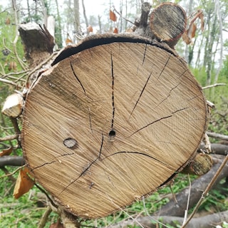 A close-up view of a tree trunk cross-section showing the concentric growth rings and cracks. The background features a forest scene with various greenery and some dried leaves.