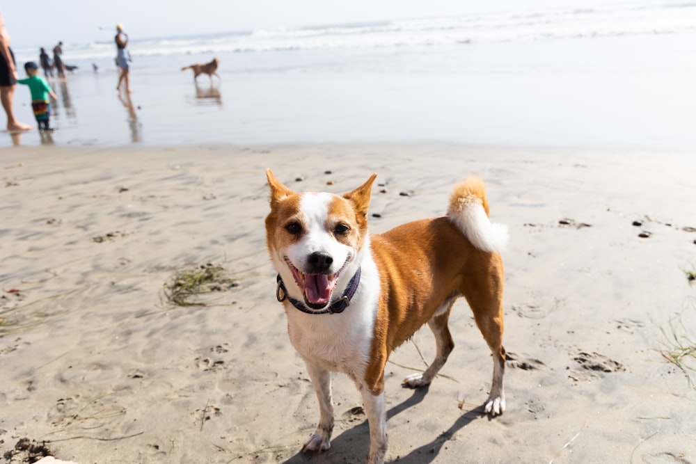 a dog standing on a beach