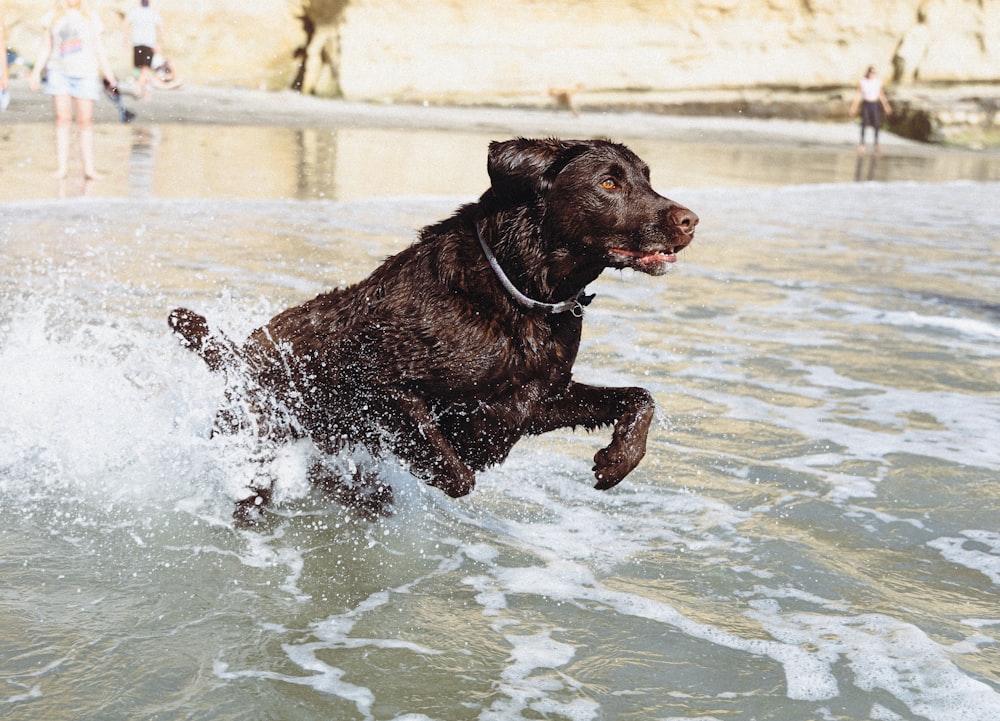 a dog running through water