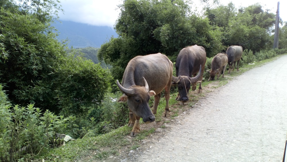 a group of animals walk down a road