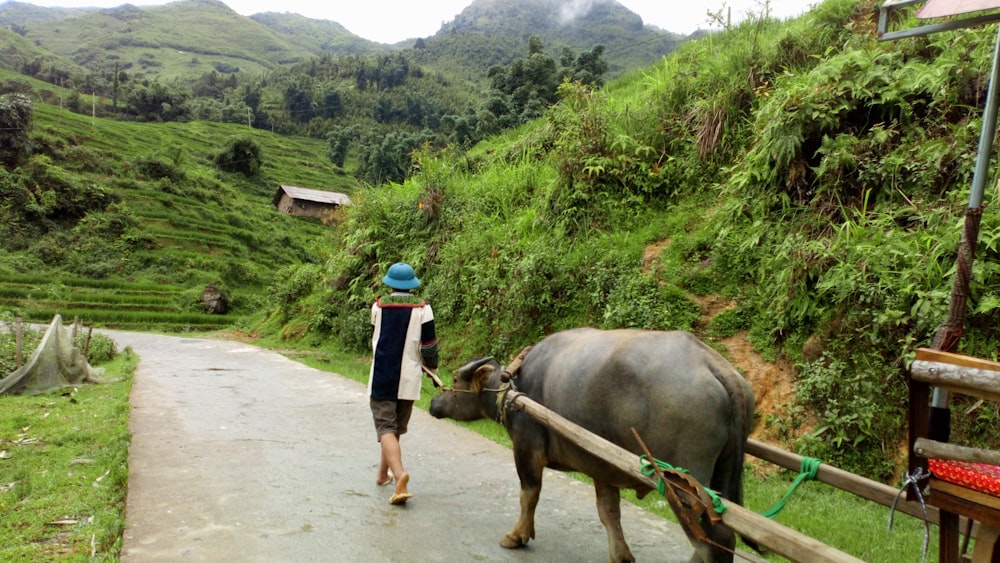 a man walking with a cow