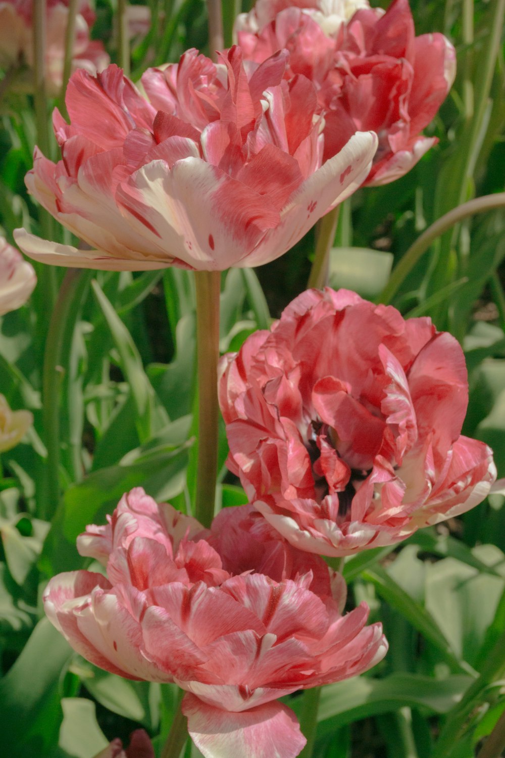 Un grupo de flores rosadas