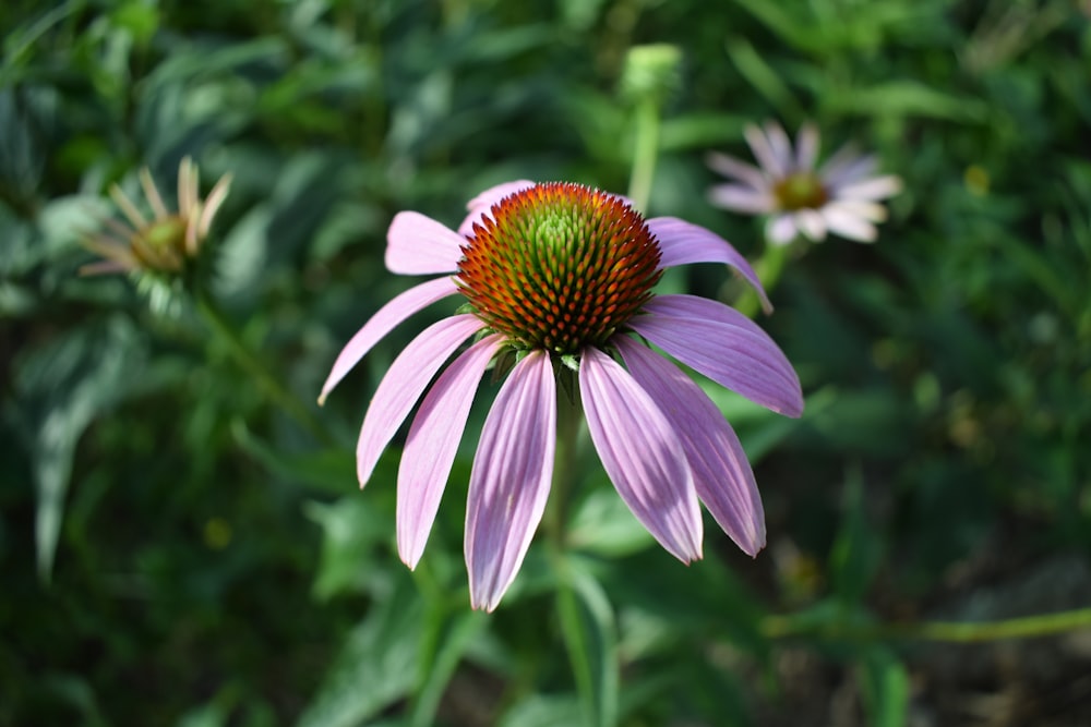 a purple flower with yellow center