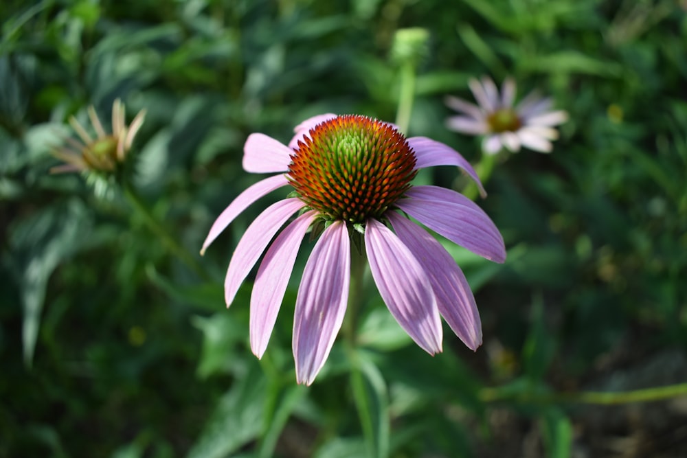eine lila Blume mit gelber Mitte