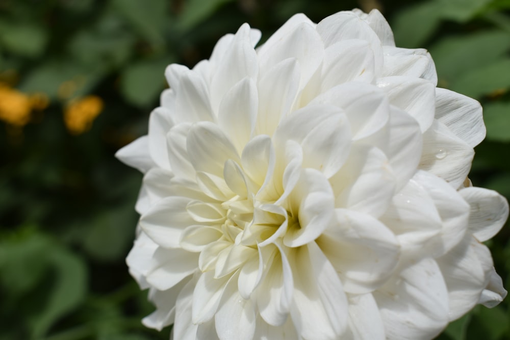 a close up of a white flower