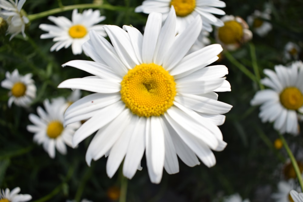 eine weiße Blume mit gelber Mitte