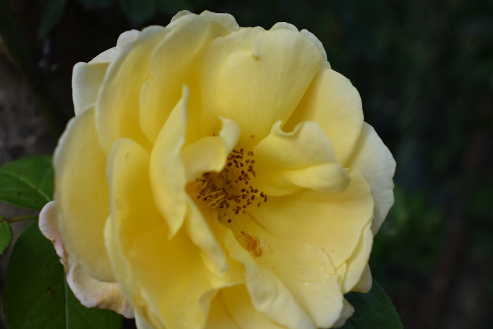 a yellow flower with a white center