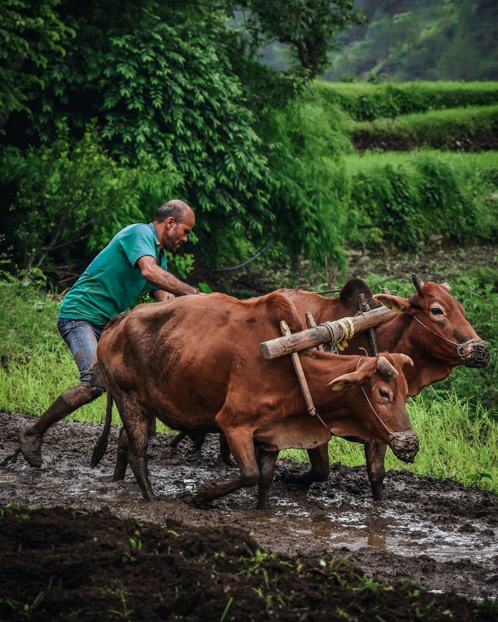 a person with a couple of cows