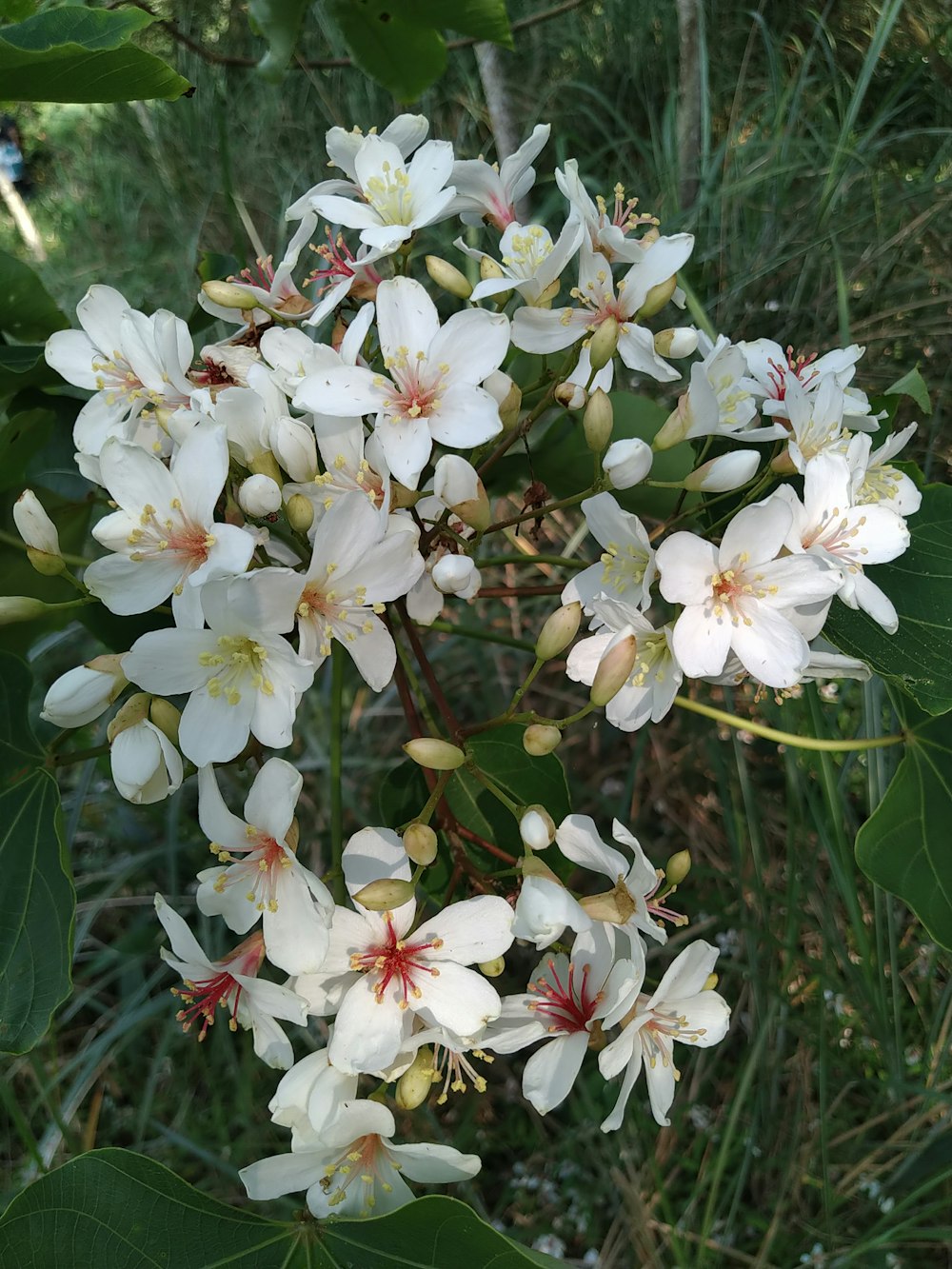 a group of white flowers