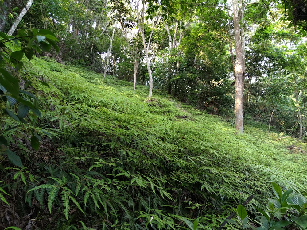 a grassy area with trees in the back