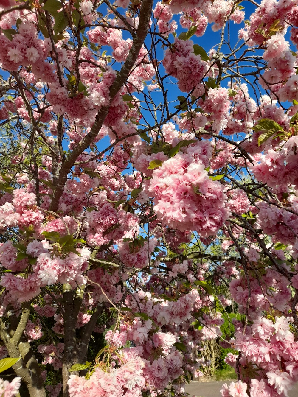 a tree with pink flowers