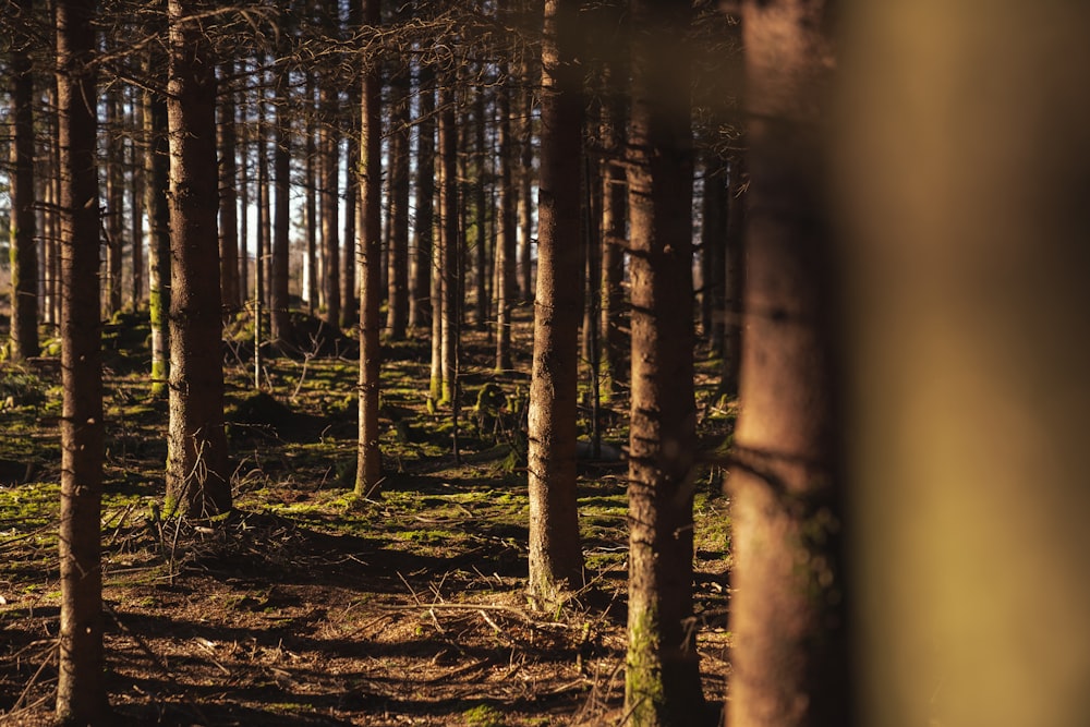 a forest with trees