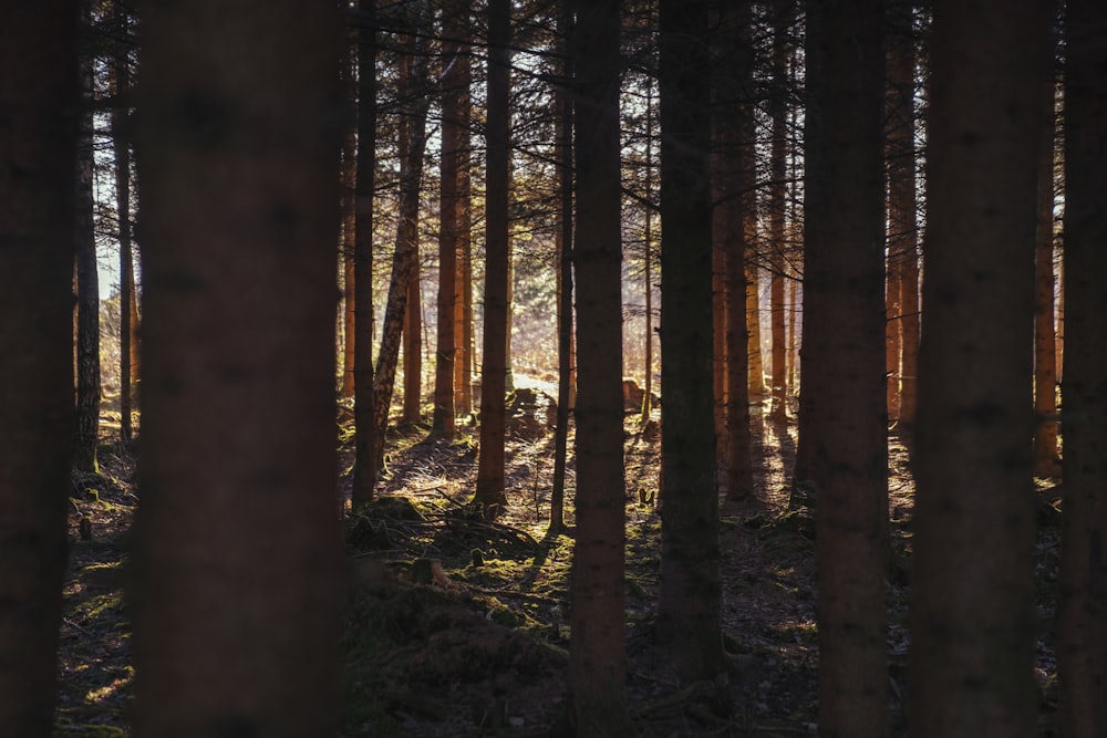 a forest with tall trees