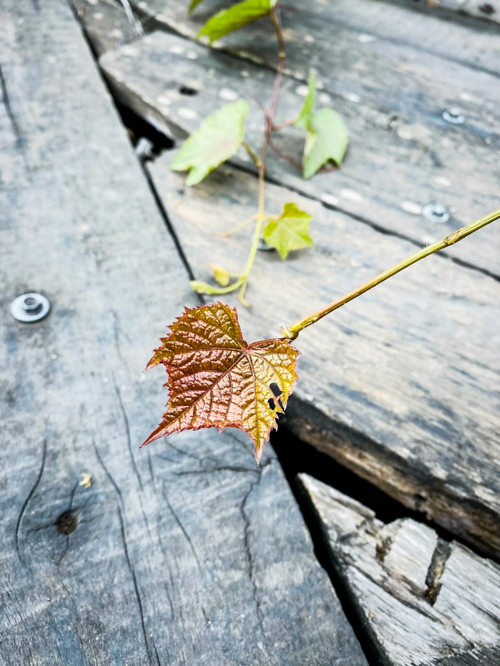 a butterfly on a branch