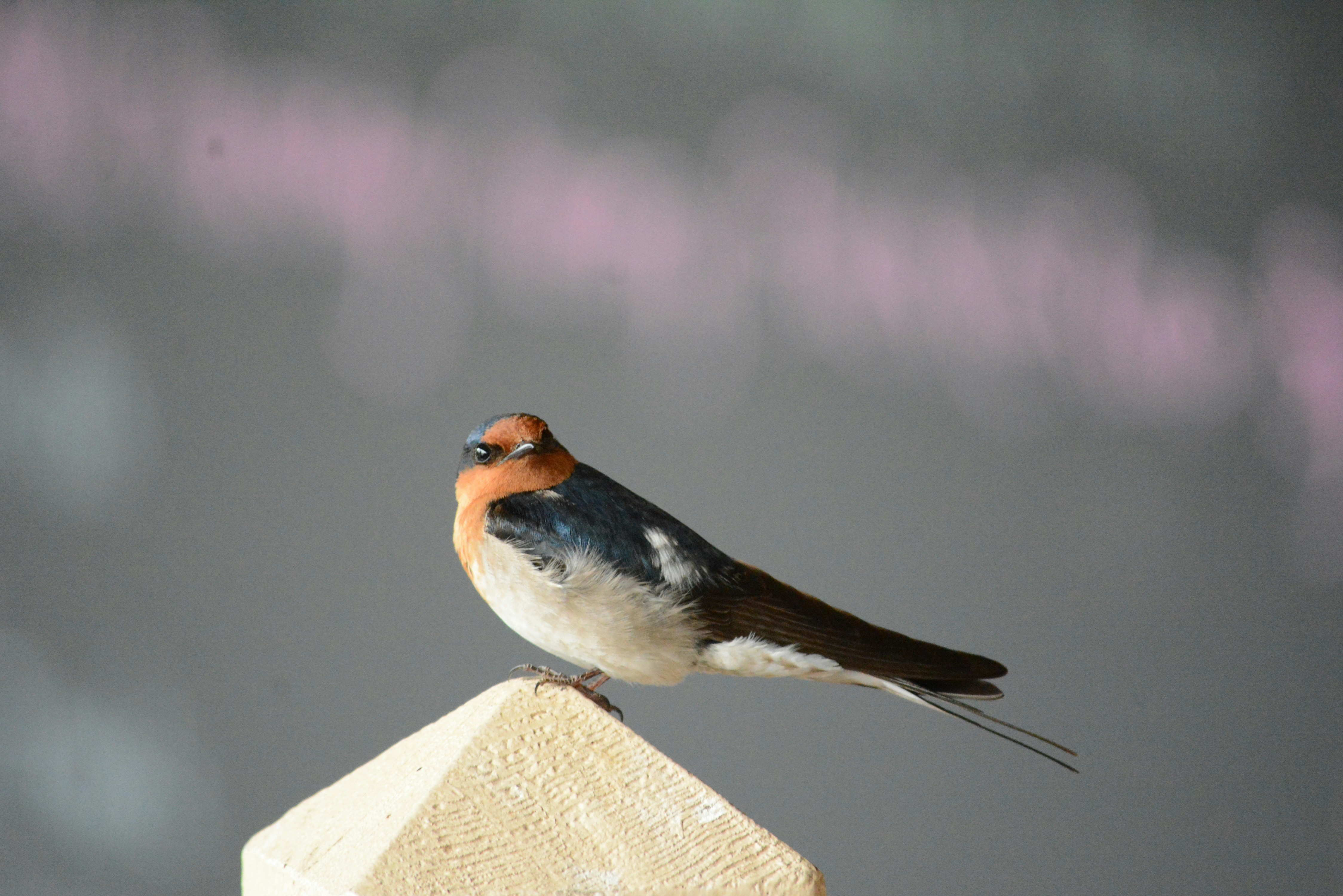 a bird sitting on a rock