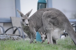 A kangaroo stands on a grassy area with its joey peeking out from its pouch. The background features some outdoor furniture and a light fixture.