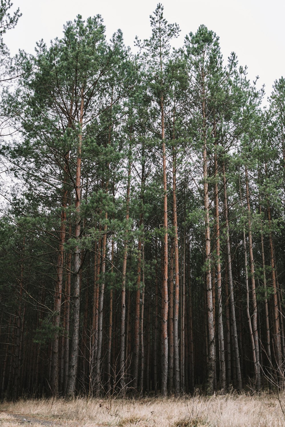 un grupo de árboles