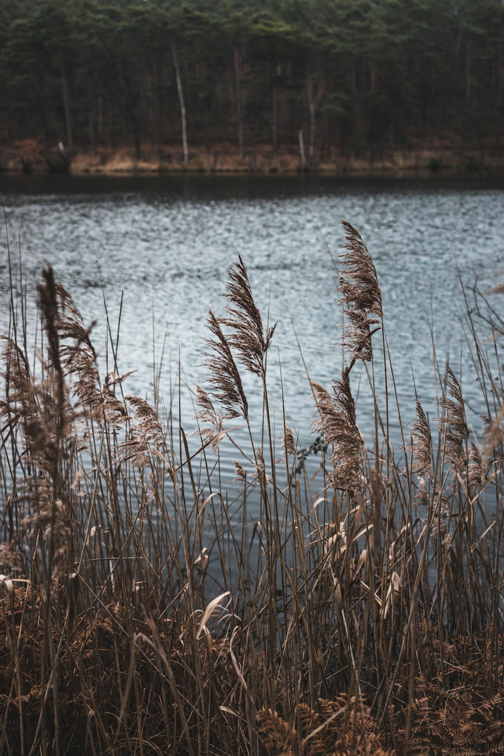 a body of water with plants around it