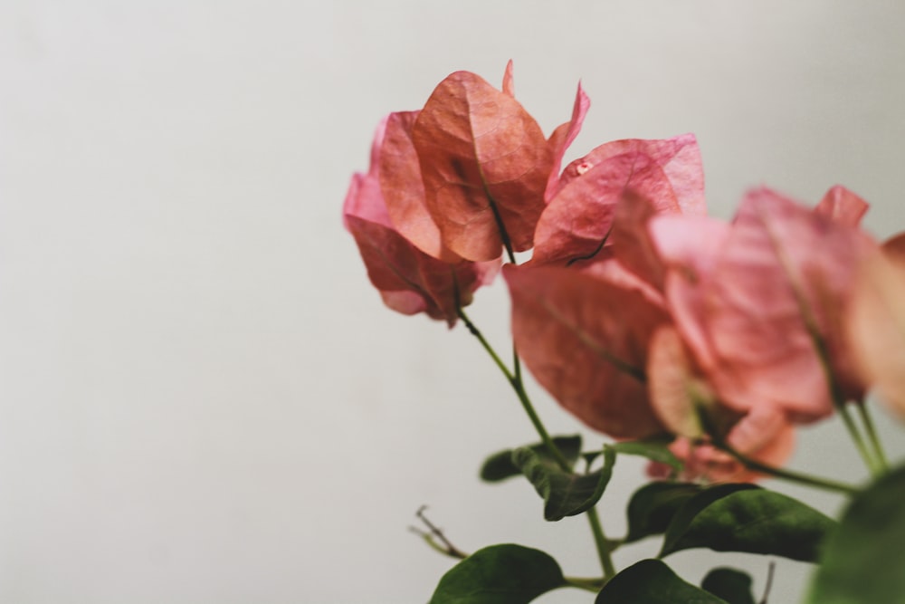 a close up of a flower