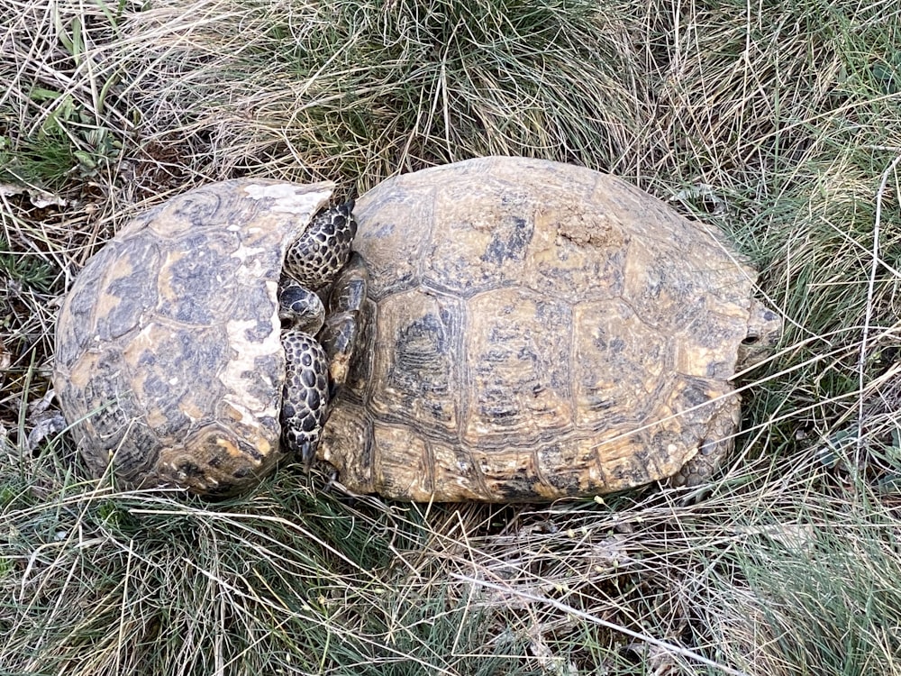 a large turtle on grass