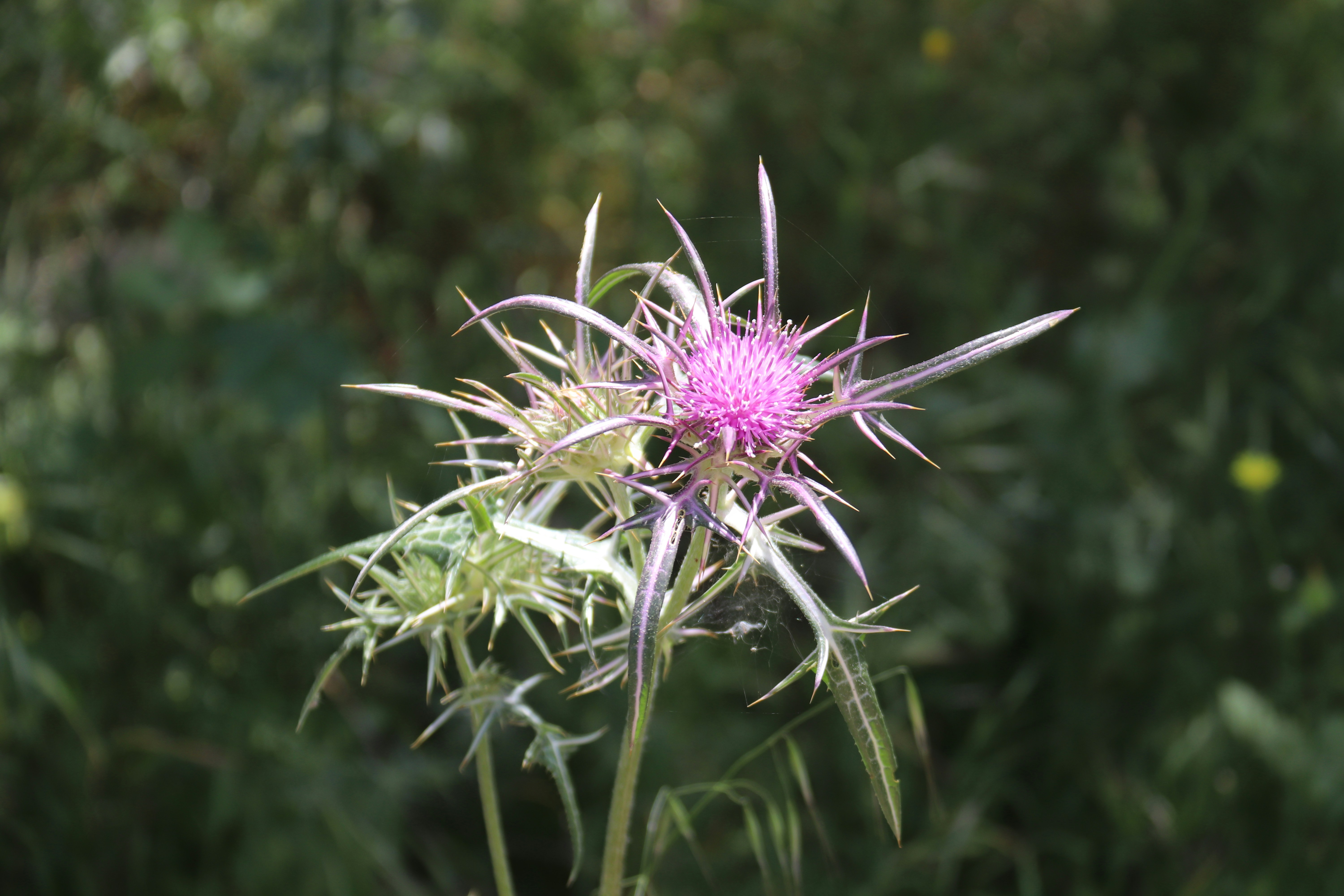 Nazareth – Final Summary