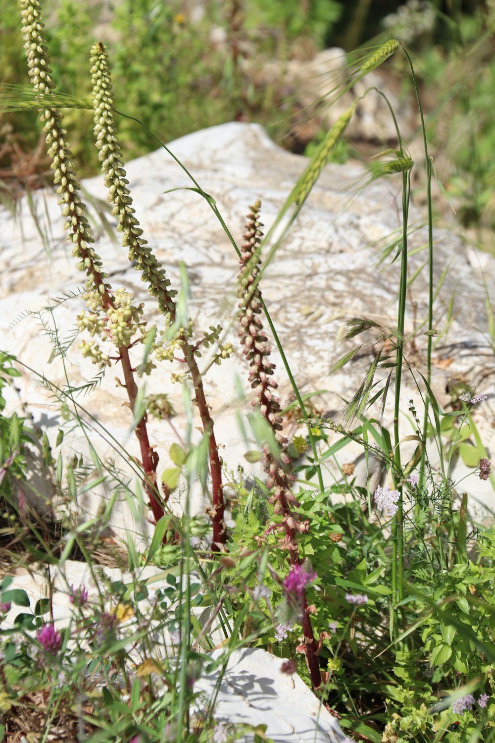 a close-up of some plants