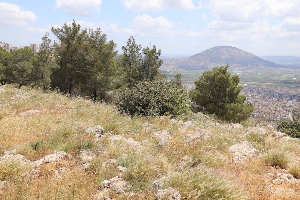 a grassy area with trees and rocks