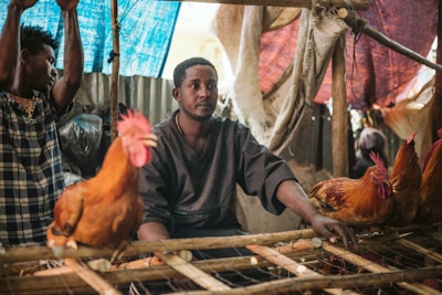 A peternak reviewing financial documents while standing near animal pens.