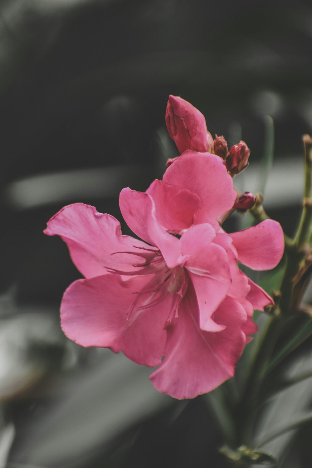 a close up of a flower