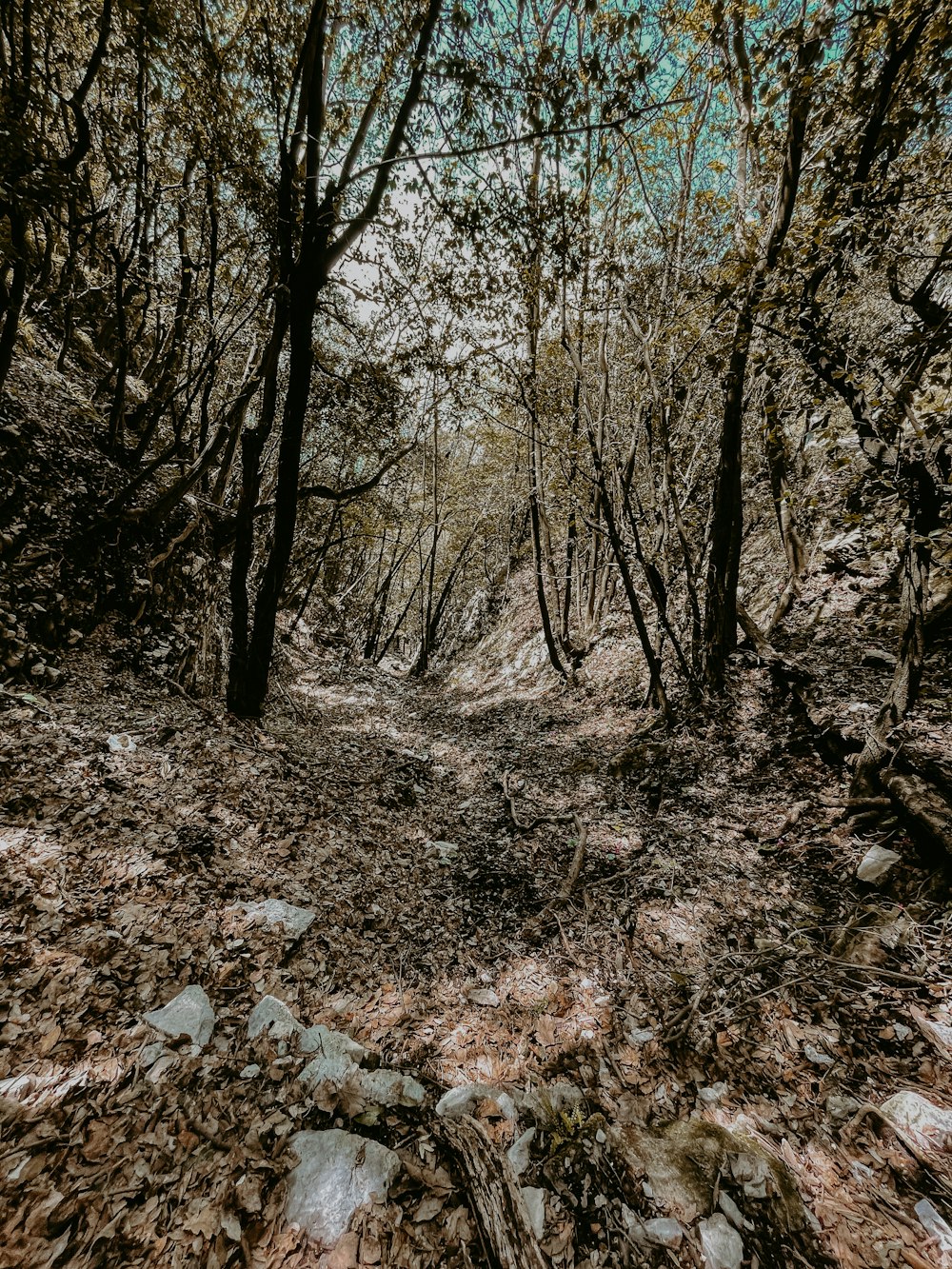 a path in the woods