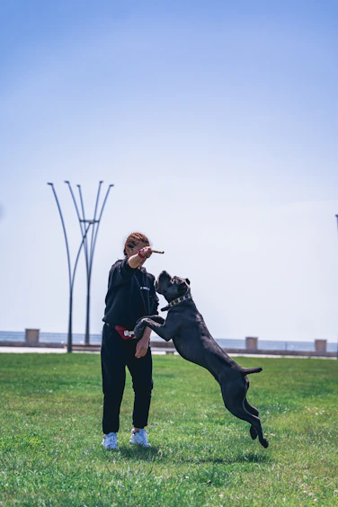 a person and a dog playing in a field