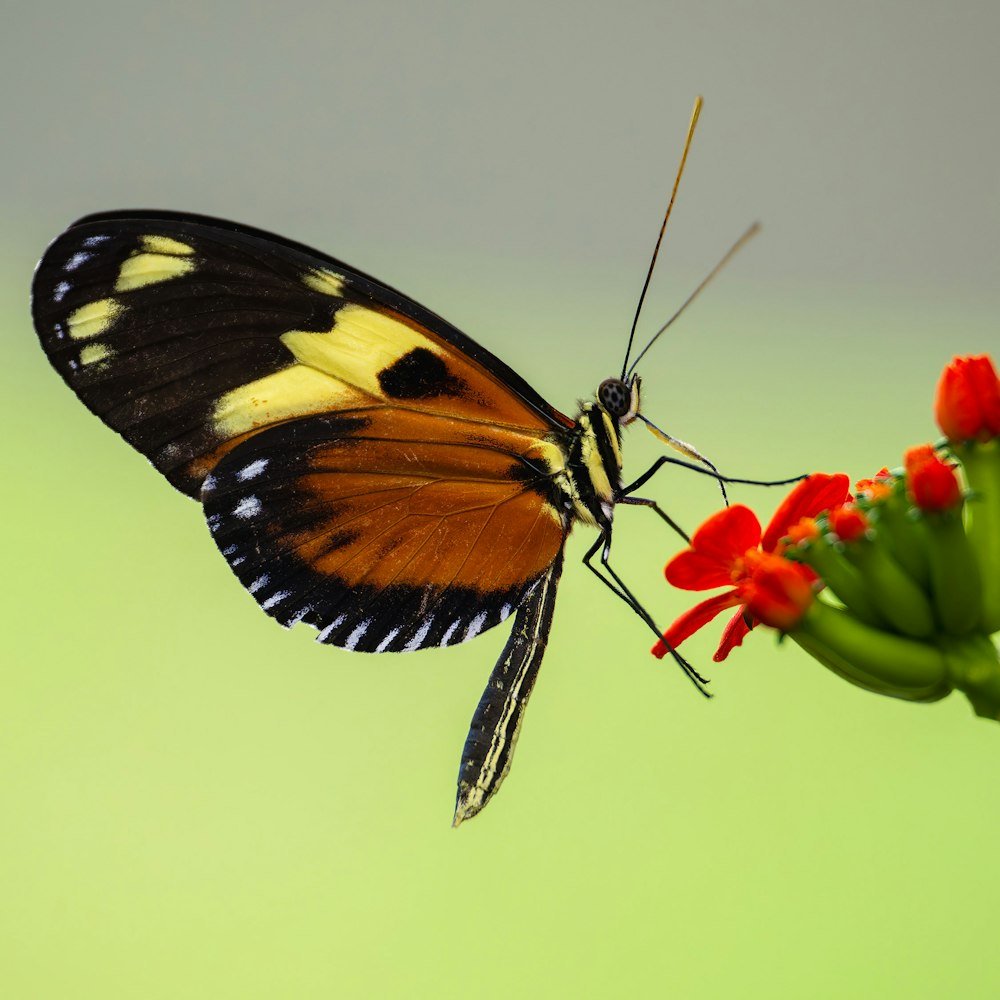 a butterfly on a flower