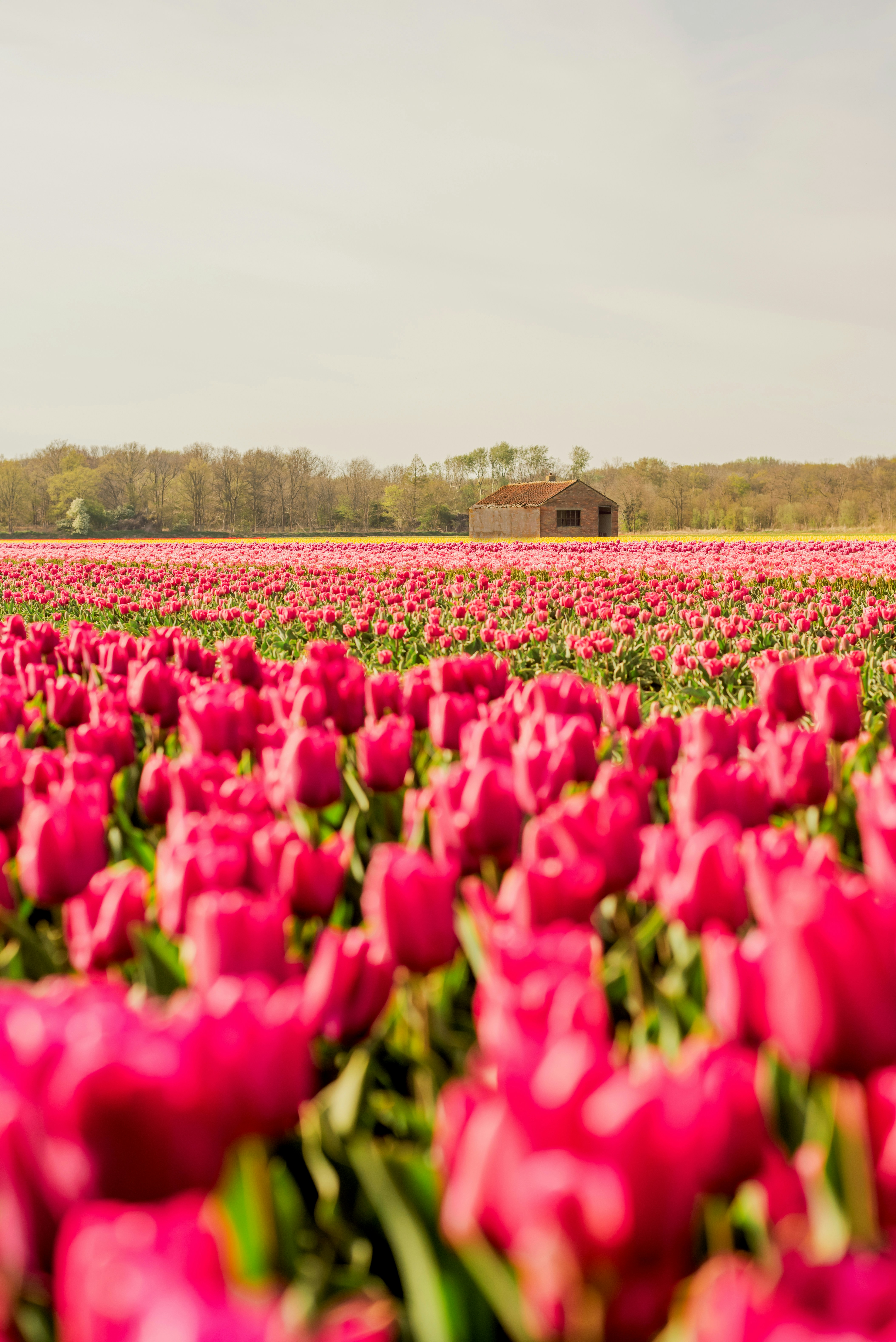 a field of tulips