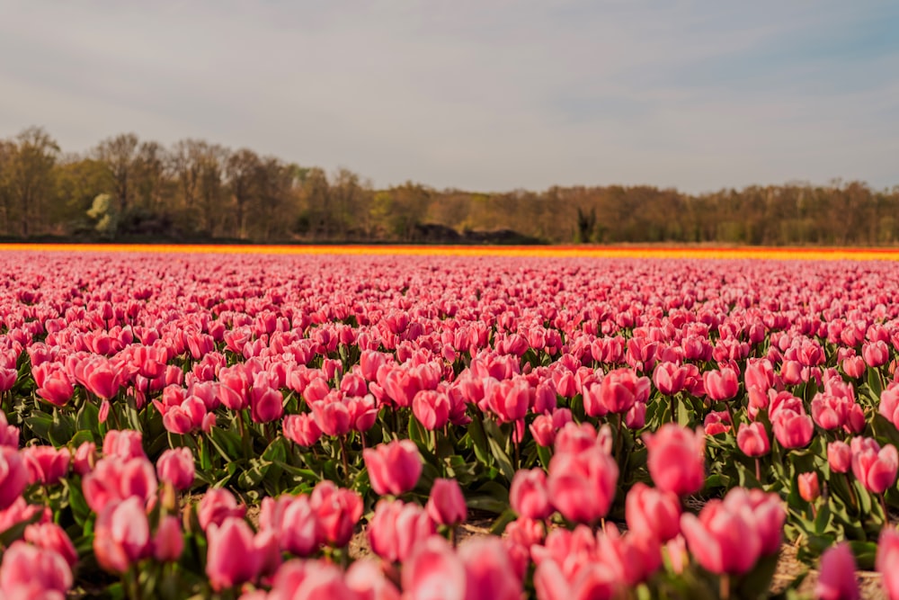 a field of pink flowers