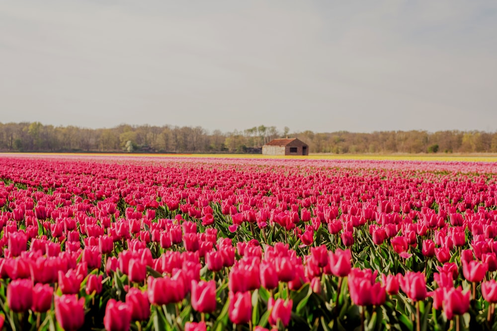 Un campo de tulipanes