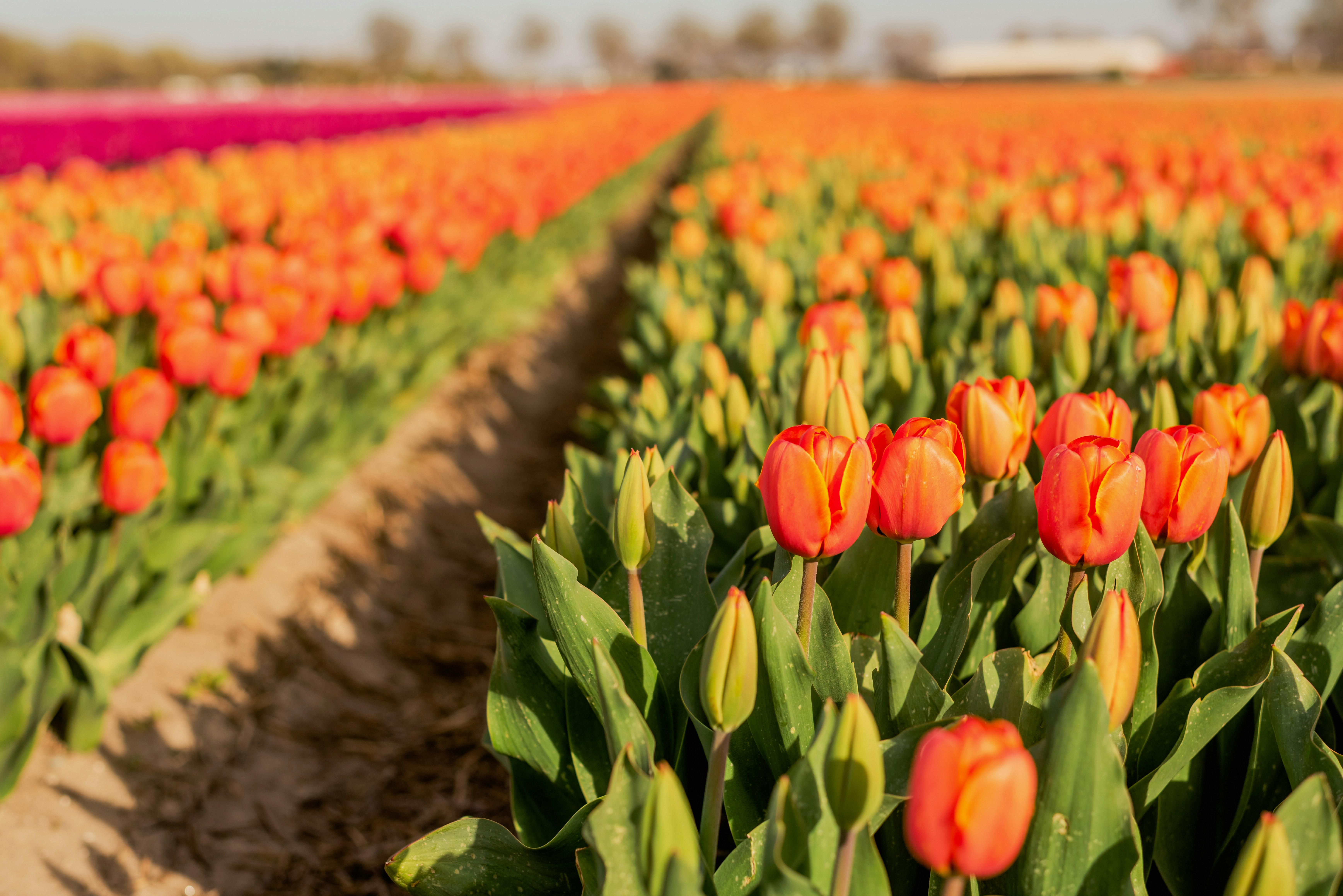 a field of tulips