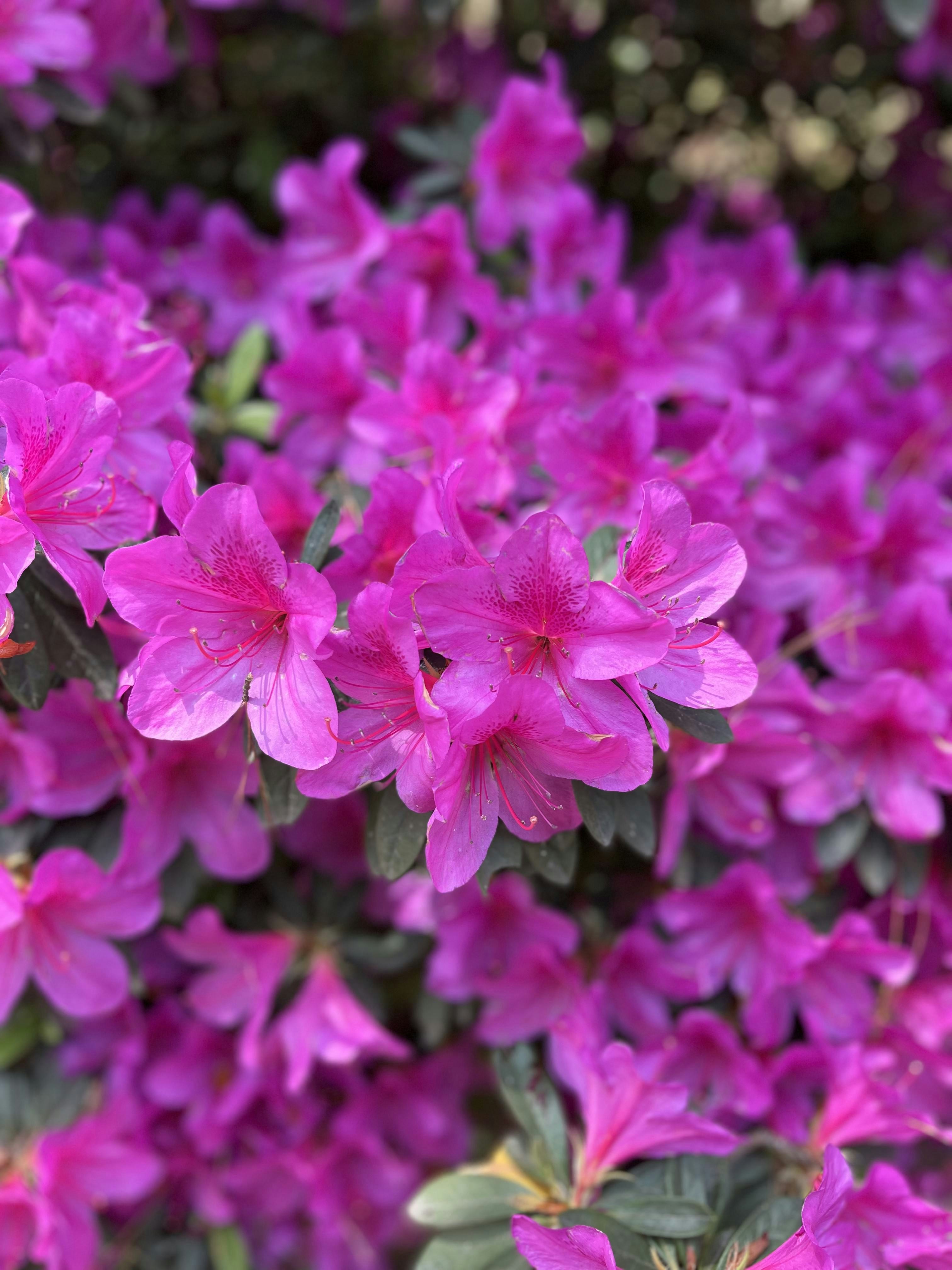 Photo by dubeyharsh07