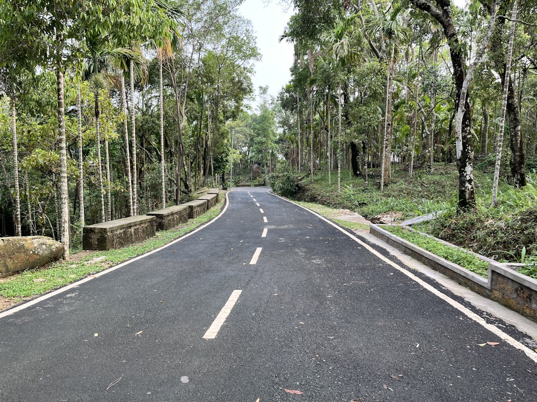 a road with trees on the side