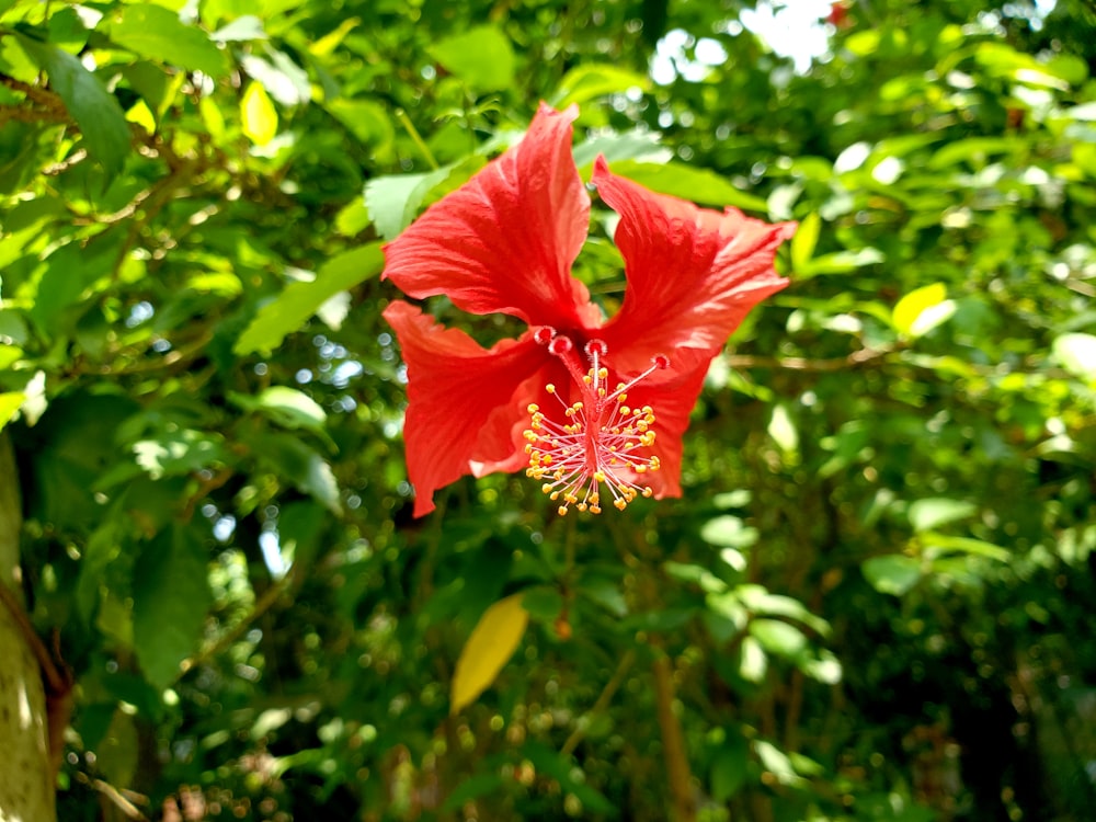 a red flower surrounded by green leaves