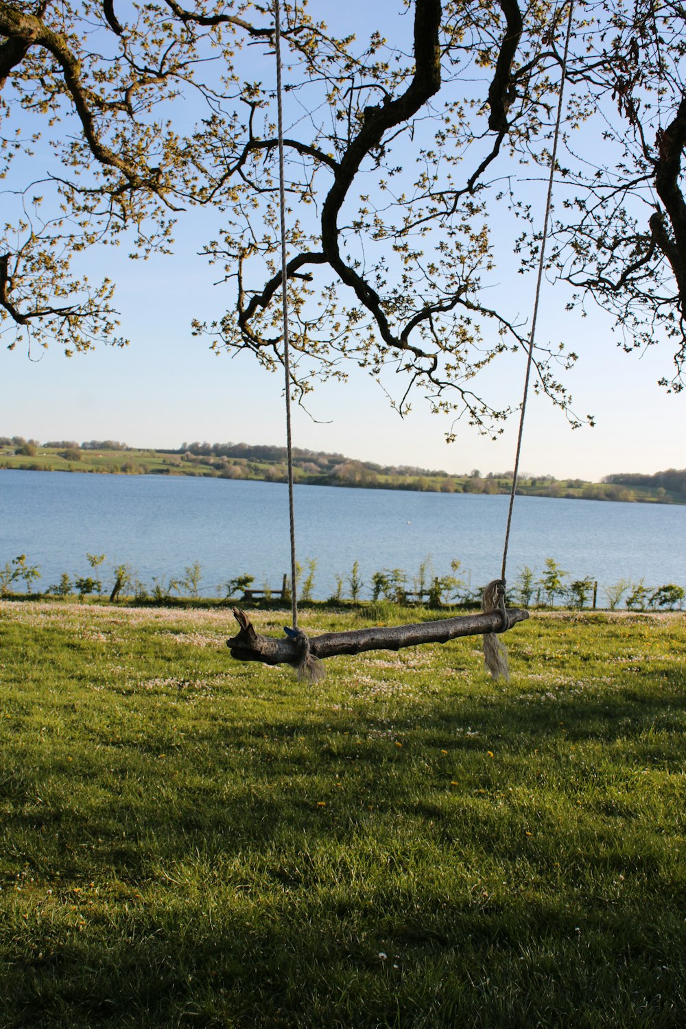a tree branch in a grassy area next to a body of water